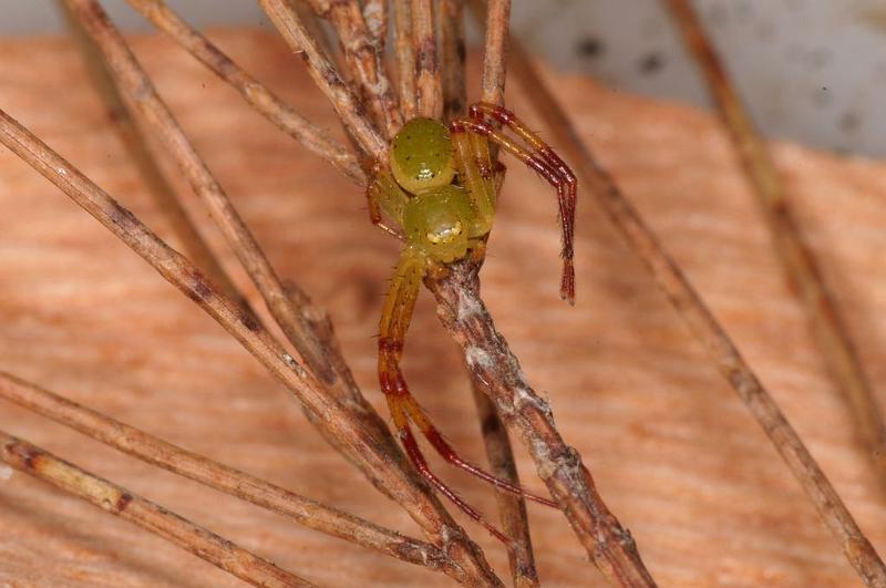 Diaea_evanida_D7804_Z_90_North Stradbroke island_Australie.jpg